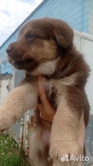 Собака в добрые руки отдам бесплатно щенки