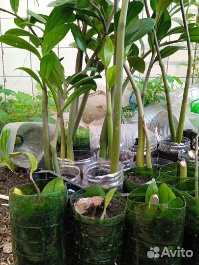 Замиокулькас (долларовое дерево)