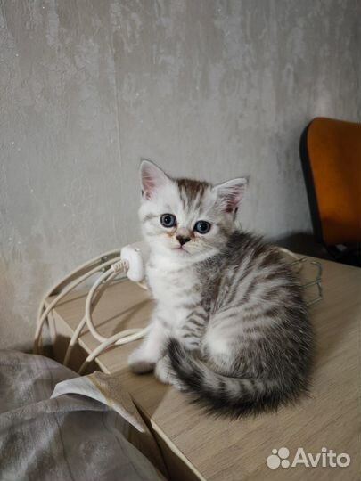 Отдам 2 котят