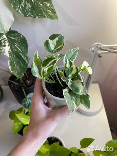 Эпипремнум