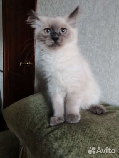 Невская маскарадная