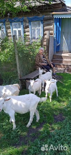 Продаются козочки и козлята