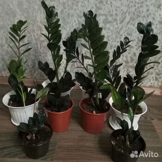 Замиокулькасы черный Raven и зелёный