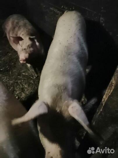 Кабан,коровы, бык