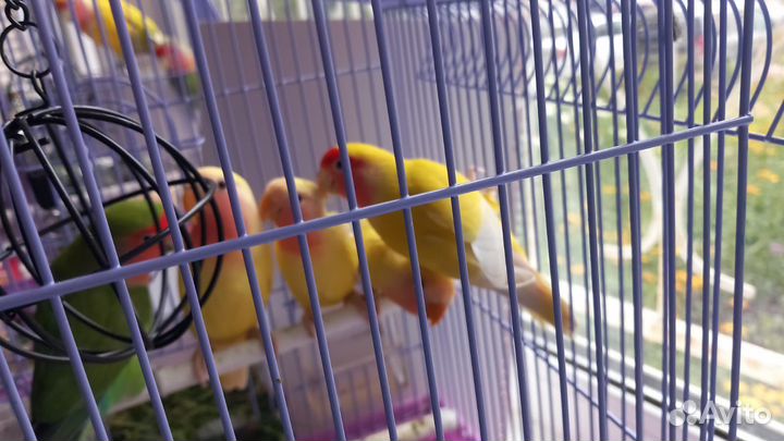 Попугай неразлучники