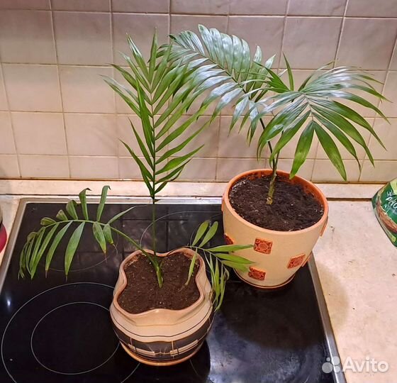 Комнатные растения цветы