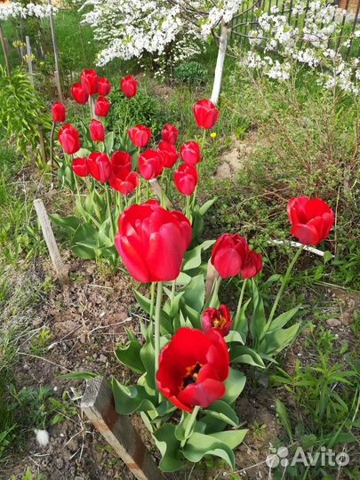 Луковицы тюльпанов