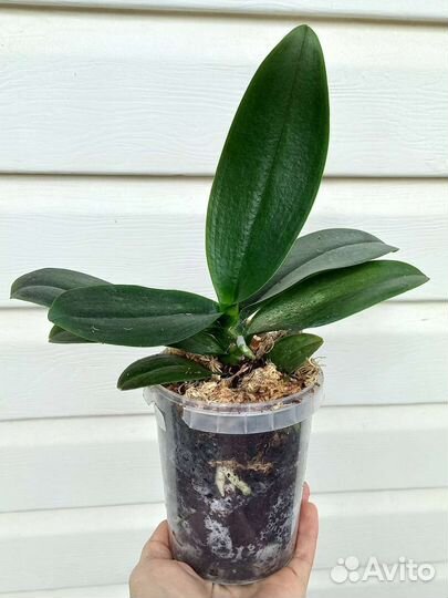 Орхидея фаленопсис парфюмерная фабрика