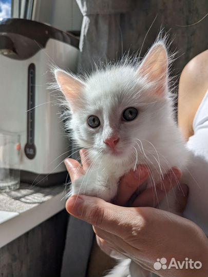 Отдам кота в добрые руки котенка