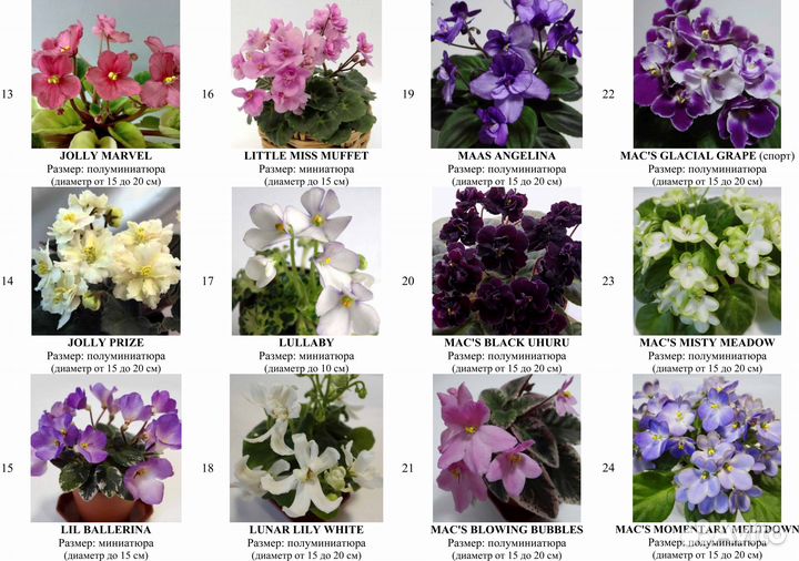 Детки сортовых фиалок