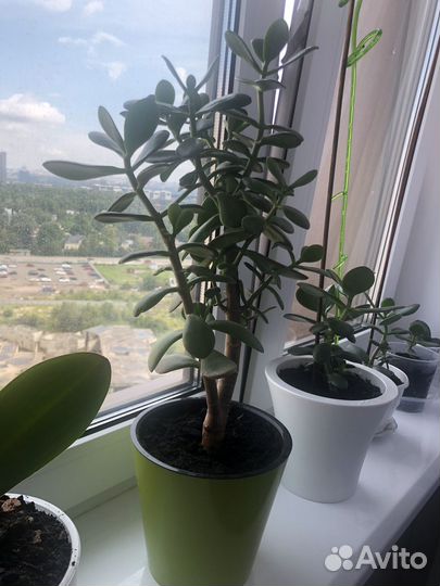 Толстянка (денежное дерево) крассула