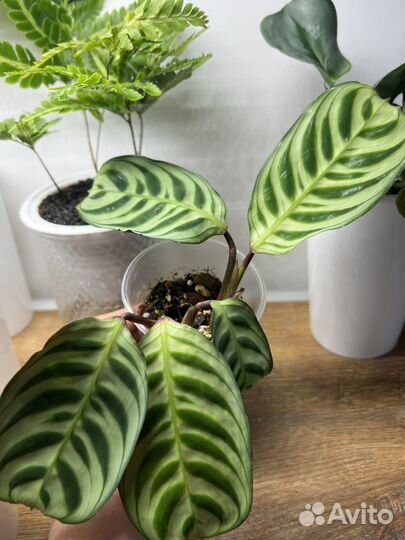 Ктенанта Бурле-маркс