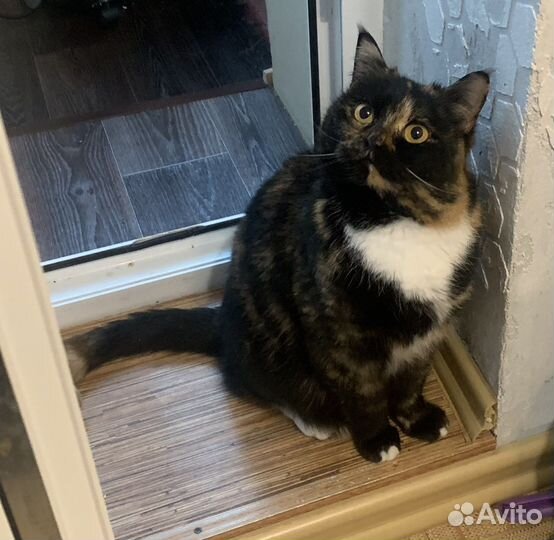 Кошка Тося ищет дом