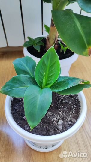 Банан комнатный