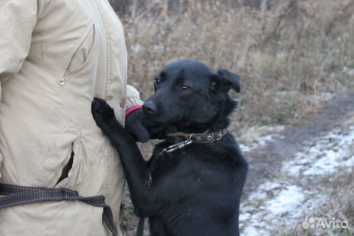 Чара в добрые руки