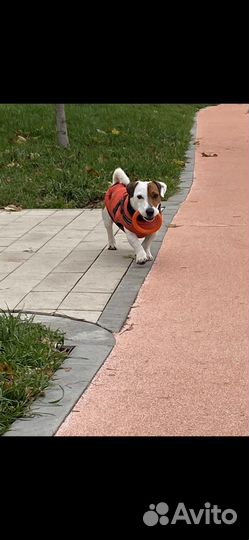 Вязка кобель Джек рассел