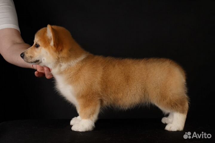 Продаются щенки