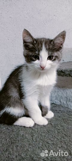 Котята. Ищем любящих хозяев