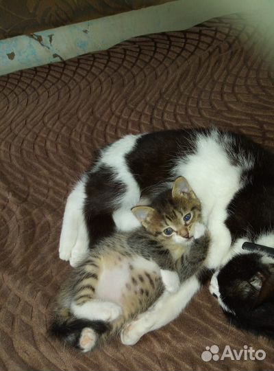 Отдам котенка в добрые руки