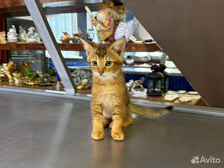 Чаузи - ручные котята