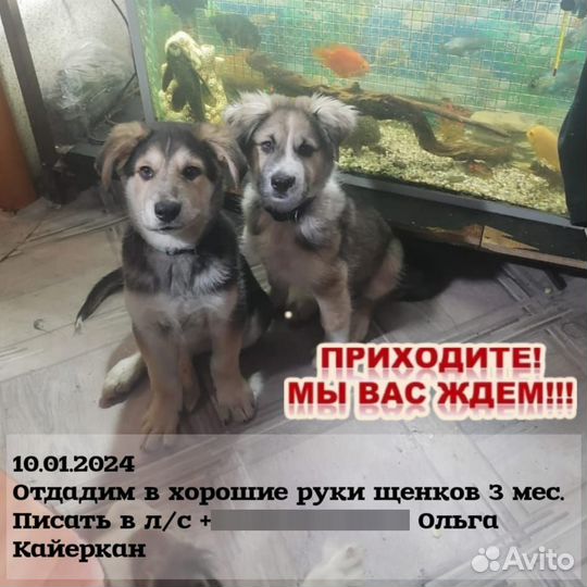 Собака в добрые руки отдам бесплатно