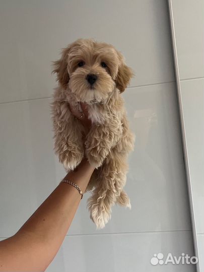 Мальтипу ф1 мальчик эксклюзив капучино карамель