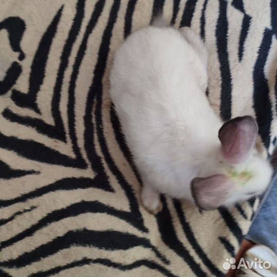 Декоративные карликовые кролики