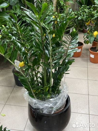 Замиокулькас