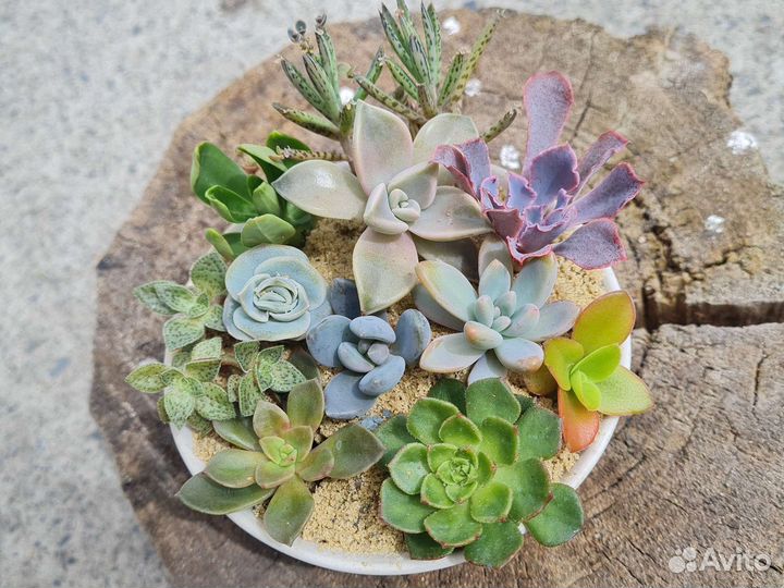 Толстянка, крассула. Набор суккулентов, эхеверия