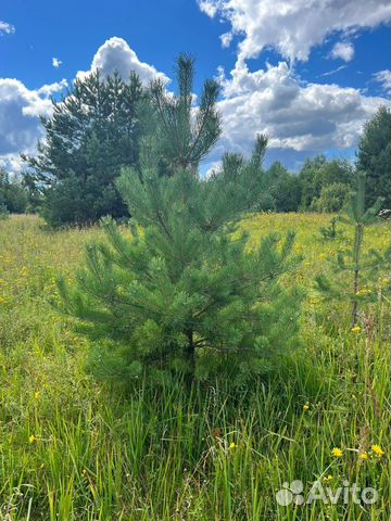 Сосна из питомника
