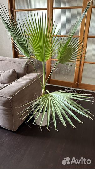 Пальма Вашингтония нитеносная