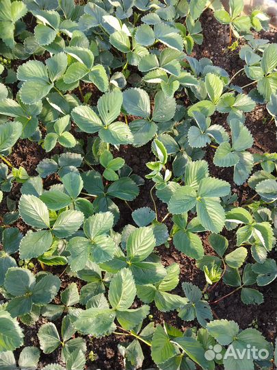 Растения для сада