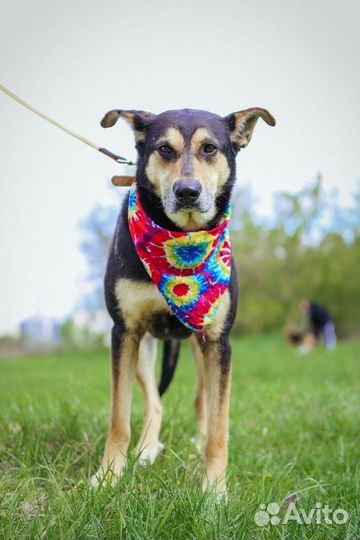 Отдам в добрые руки