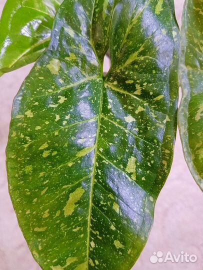 Сингониум панда