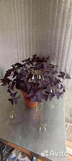 Кислица оксалис