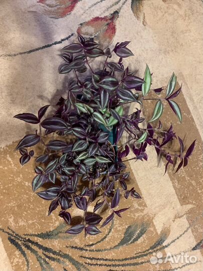 Эпипремнум, гранат нана, хризантемы