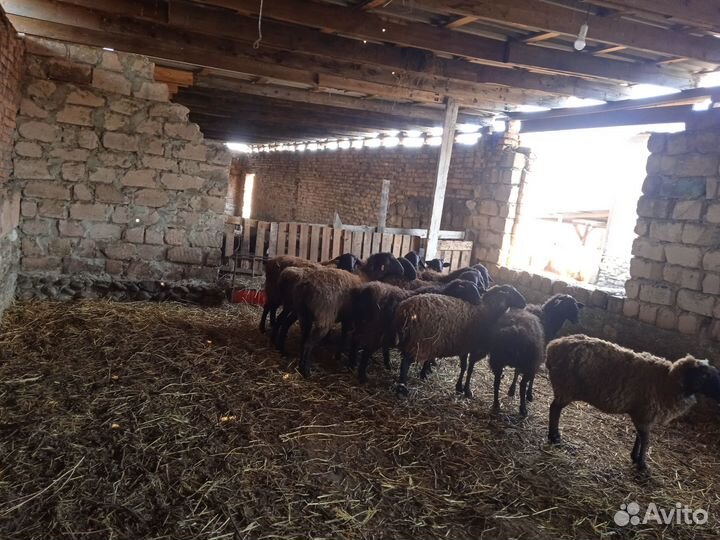 Овцы бараны