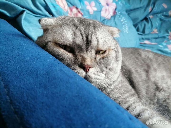 Британский кот