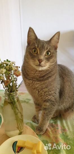 Домашняя передержка кошек