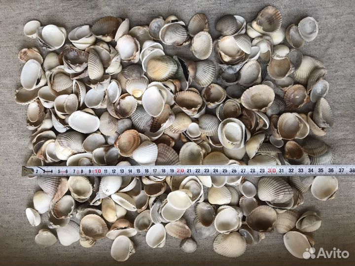 Морские ракушки скафарка 1 кг