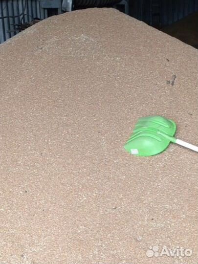 Подам пшеницу, овес, ячмень