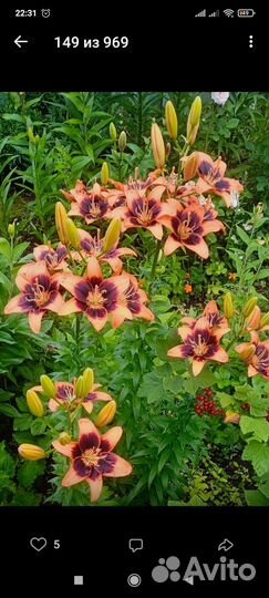 Вива ла вида