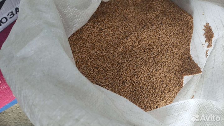 Горчица Белая Семена Сидерат Медонос