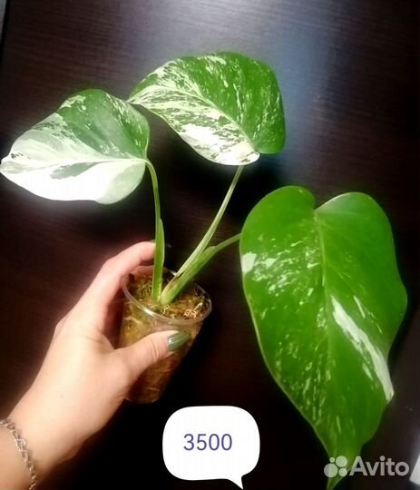 Монстера альба