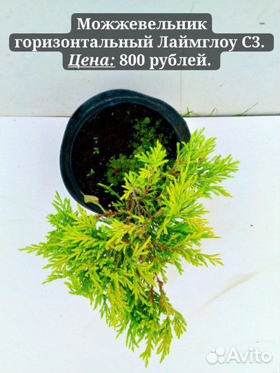 Можжевельники