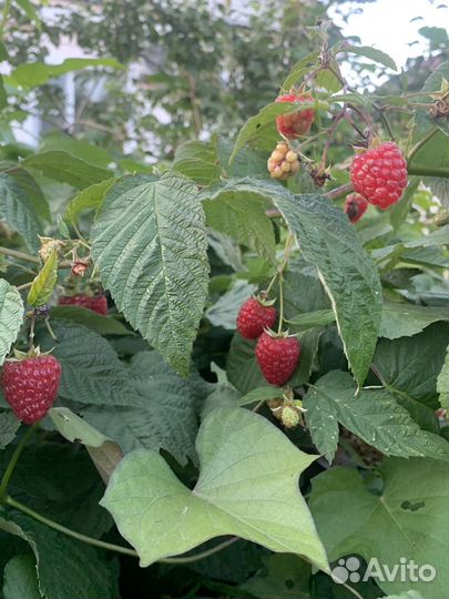 Ремонтантная малина шапка Мономаха