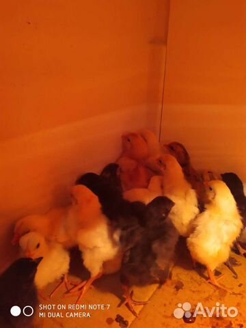 Цыплята от домашних кур несушек недельного возраст