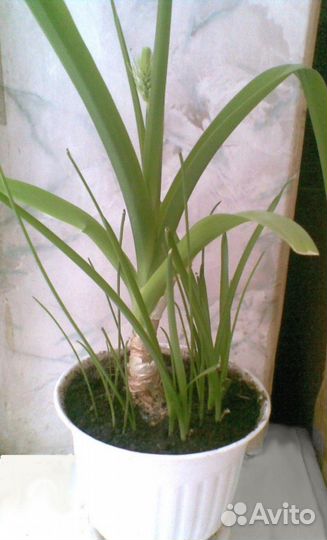 Индийский лук или птицемлечник хвостатый