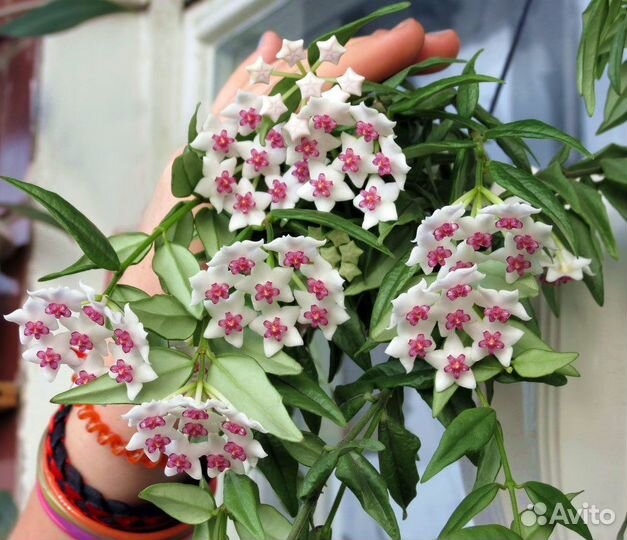 Хойя Мультифлора Венгера