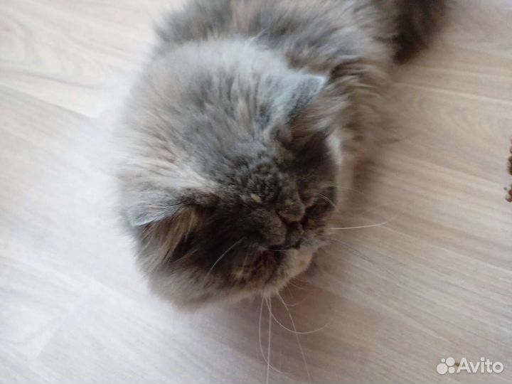 Персидская кошка